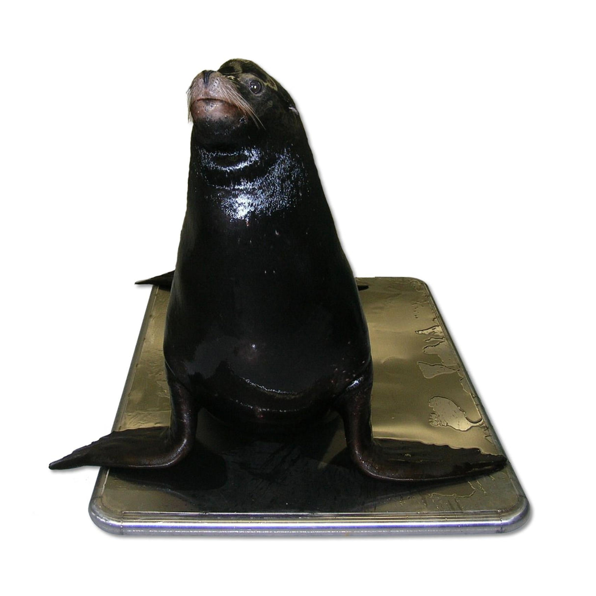 SRV713W Large Marine Animal Floor Scale