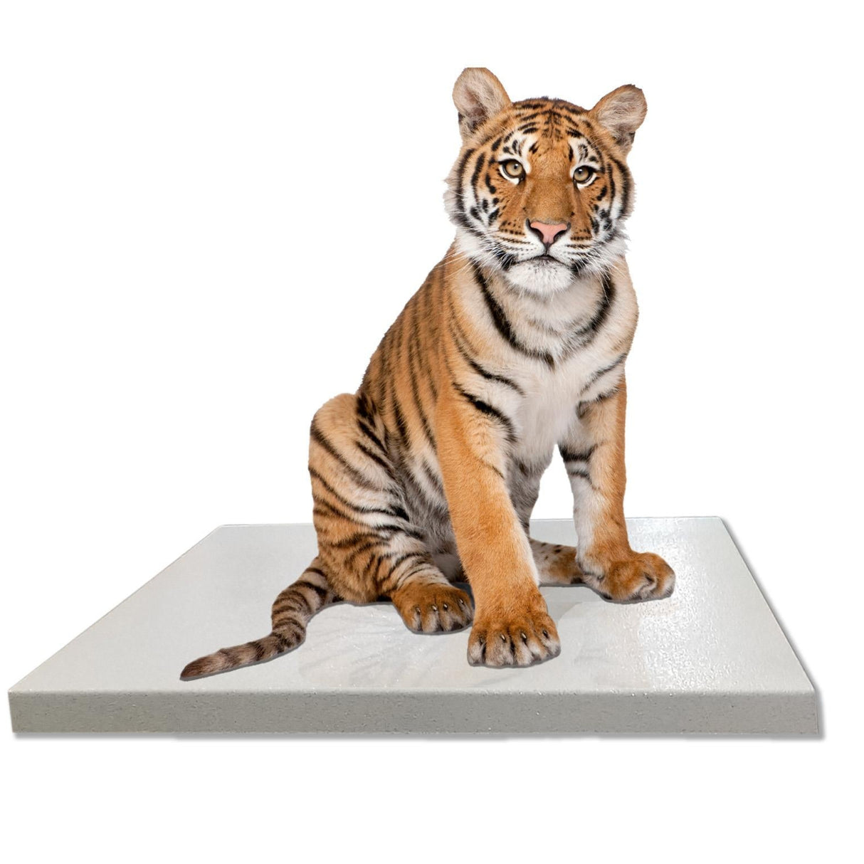 SRV710W Zoological Mobile Platform Scale (36" x 54")