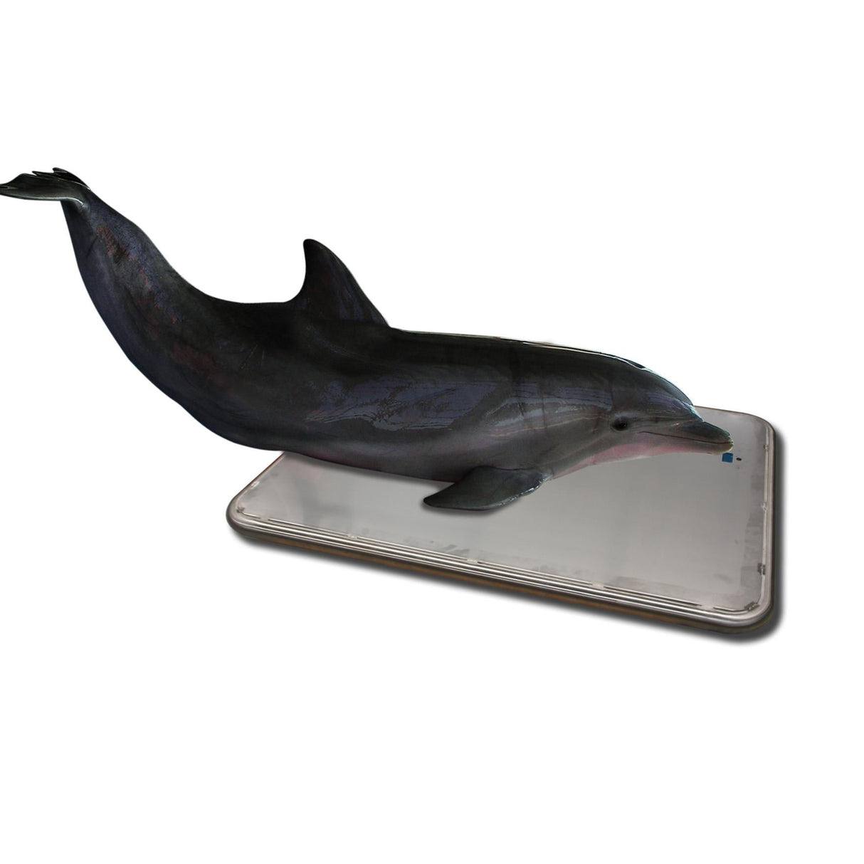 SRV716W Marine Animal Floor Scale